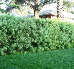 Podocarpus henkelii Long Leaf Yellowwood