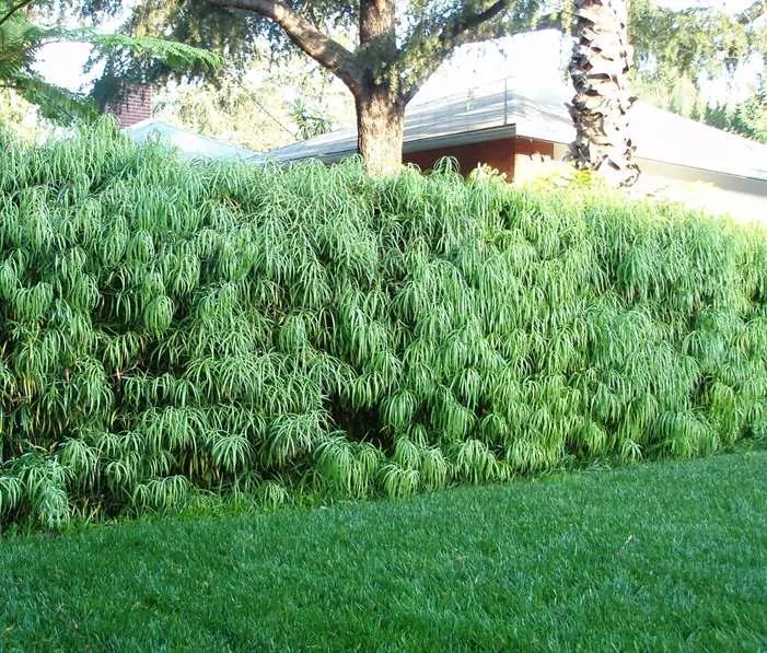 Podocarpus henkelii hedge