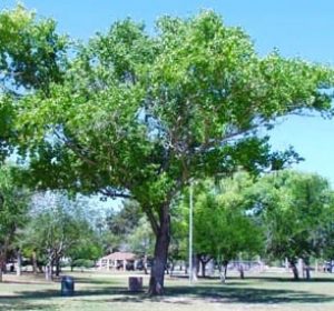 Poplar tree in a park