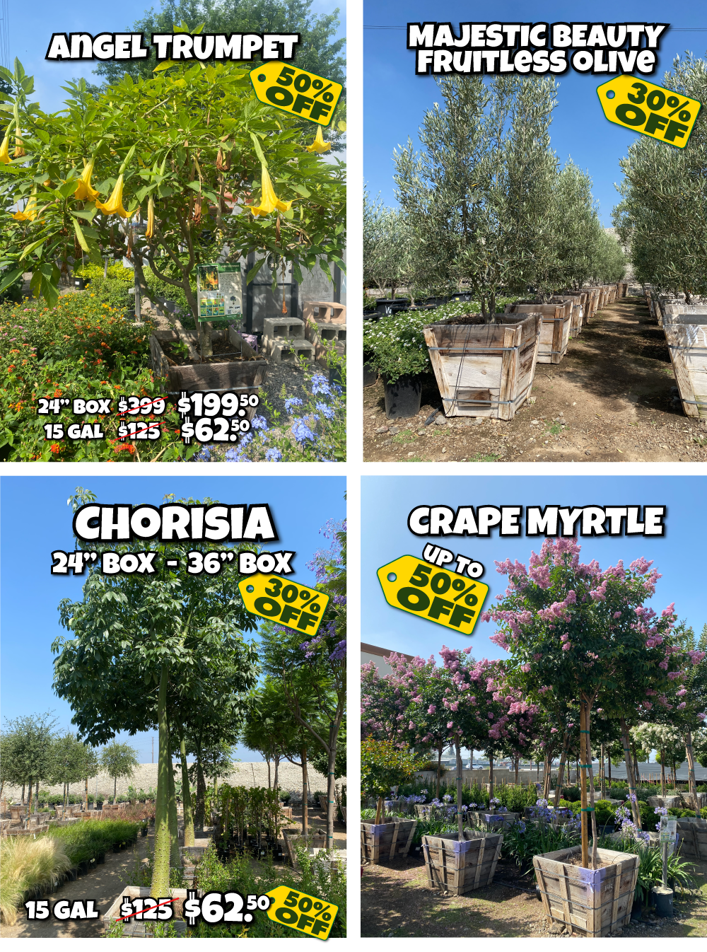 Four trees for sale are pictured: Angel Trumpet, Fruitless Olive, Chorisia, and Crape Myrtle, each in wooden planters with large yellow “50% or 30% off” sale tags and their sale prices listed prominently.