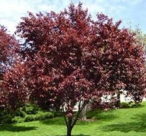 Purple Leaf Plum Tree