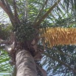 Queen palm seed clusters