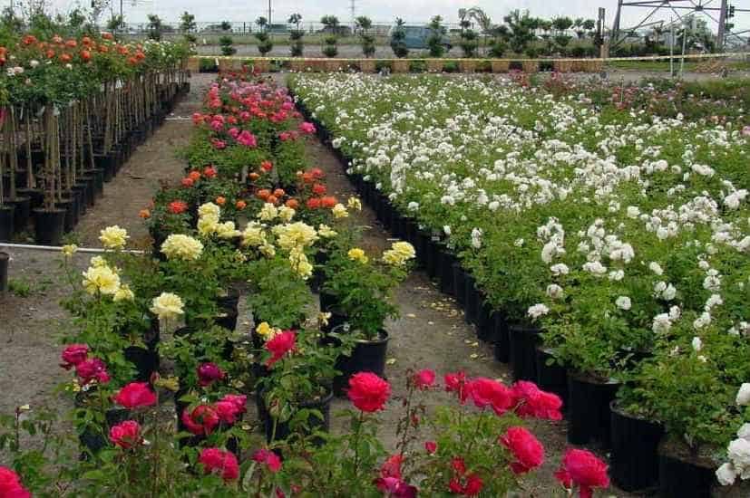 Assorted roses and tree roses