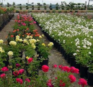 Assorted roses and tree roses