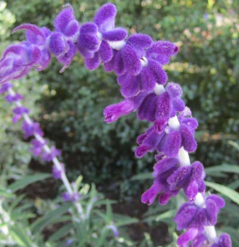 Salvia leucantha flowers