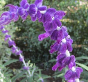 Salvia leucantha flowers