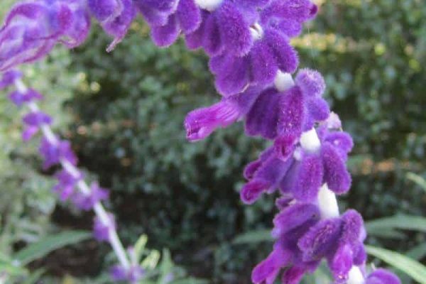 Salvia leucantha flowers