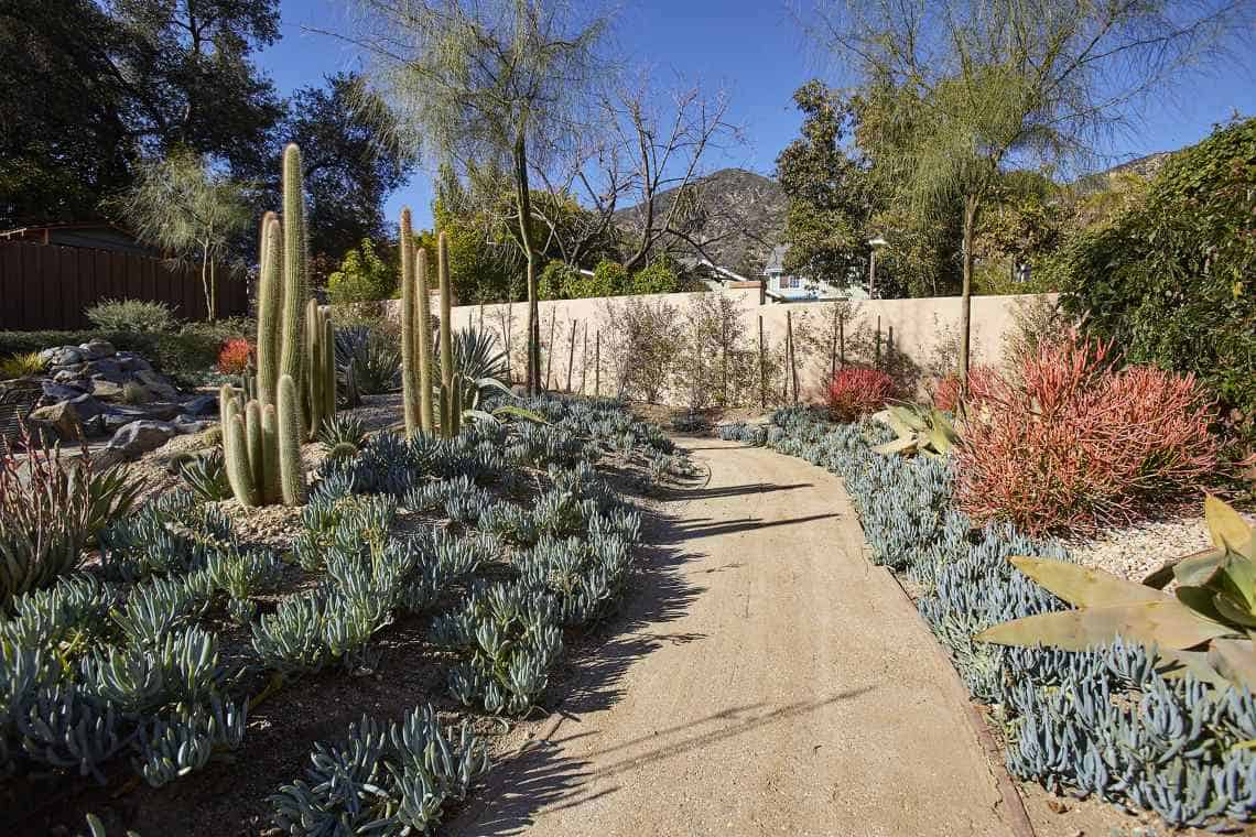 A water-wise garden pathway with layered plantings