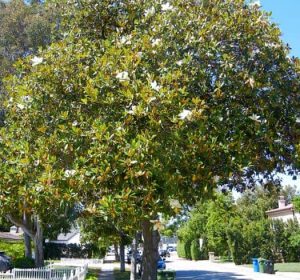 SouthernMagnoliaTree Magnoliagrandiflora