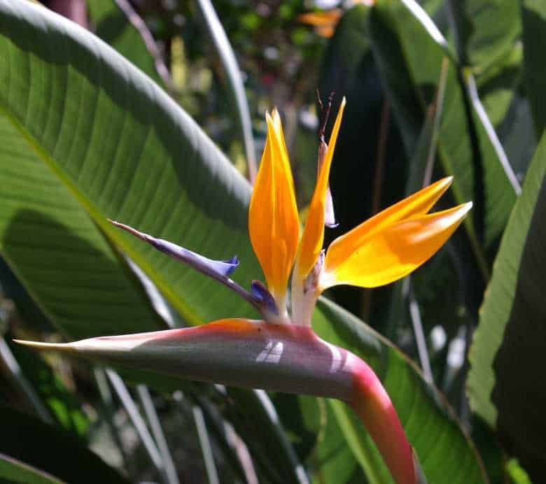 Strelitzia reginae Bird of Paradise Flower