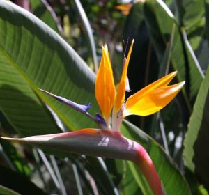 Strelitzia reginae Bird of Paradise Flower