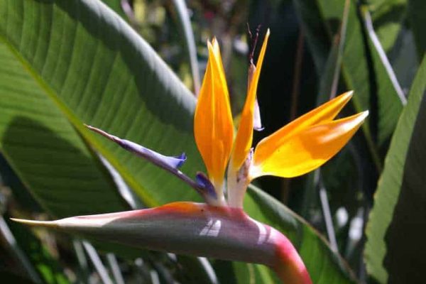 Strelitzia reginae Bird of Paradise Flower