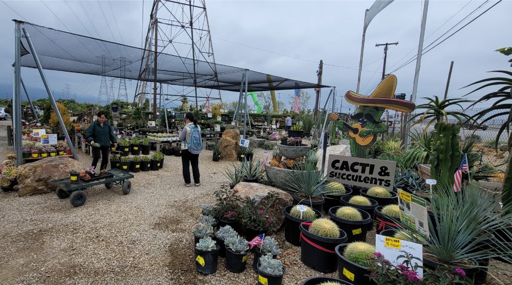 One of the Cacti and Succulent sections at Garden View Nursery Irwindale