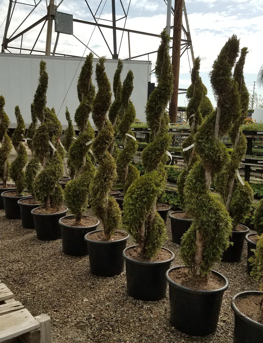 Several potted spiral-shaped Thuja occidentalis topiary trees are arranged in rows outdoors on gravel, with utility poles, a fence, and a white trailer visible in the background.