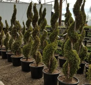 Several potted spiral-shaped Thuja occidentalis topiary trees are arranged in rows outdoors on gravel, with utility poles, a fence, and a white trailer visible in the background.