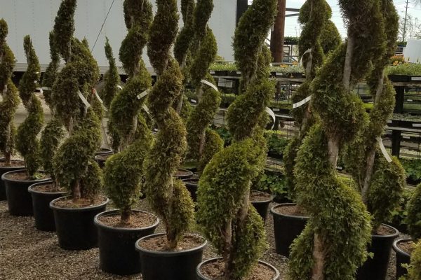 Several potted spiral-shaped Thuja occidentalis topiary trees are arranged in rows outdoors on gravel, with utility poles, a fence, and a white trailer visible in the background.