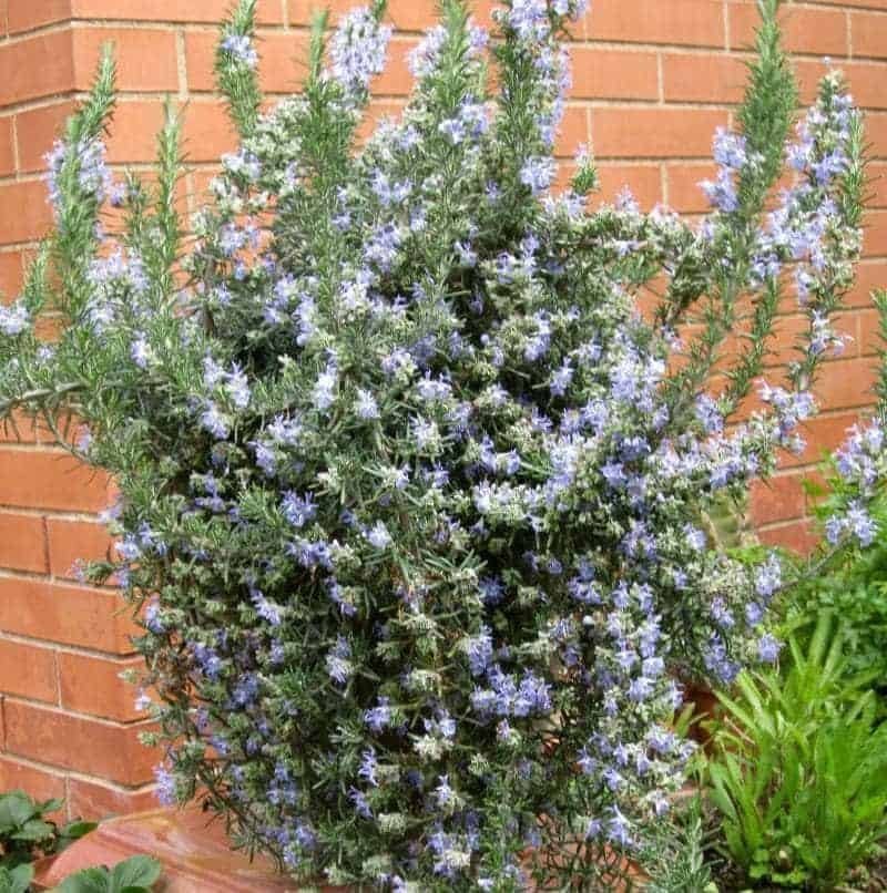 Upright Rosemary shrub