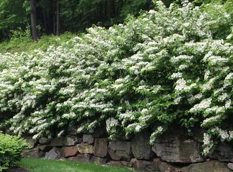 Viburnum hedge