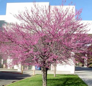 Cercis occidentalis WesternRedbud tree with pink flowers