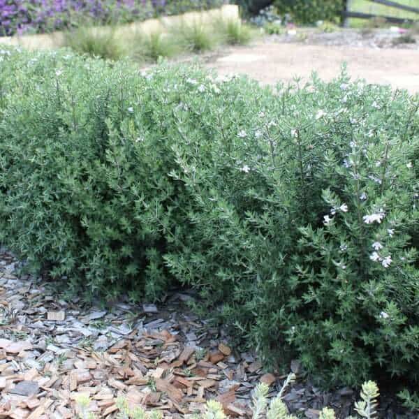 Westringia fruticosa Australian Coast Rosemary