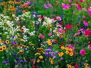 wildflowers