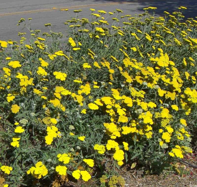 yarrow achillea in sidewalk