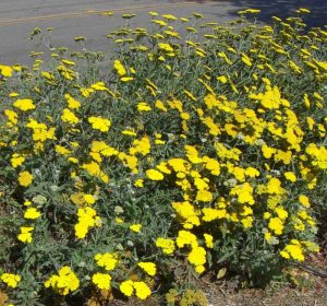 yarrow achillea in sidewalk