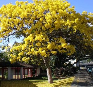 Yellow Trumpet Tree Tabebuia