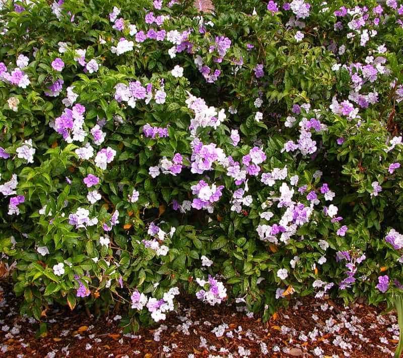 Yesterday, Today, and Tomorrow shrub