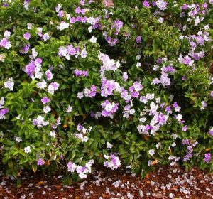 Yesterday, Today, and Tomorrow shrub